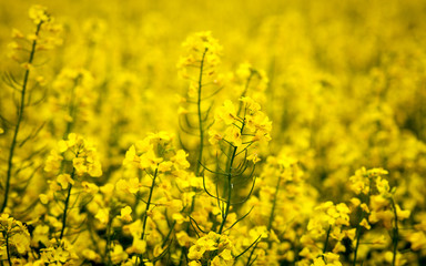 Obraz premium Rapeseed field