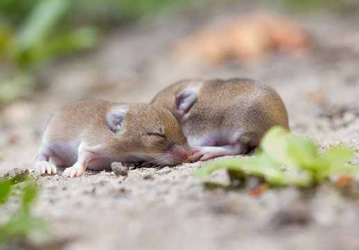 Two mouse babies