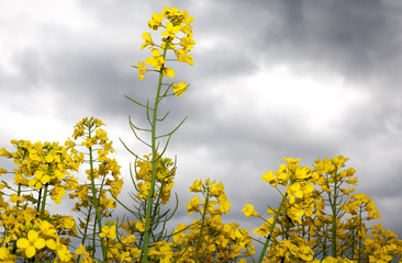 Obraz premium Rapeseed field