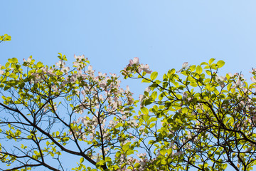 White flowering dogwood tree in bloom in sunlight