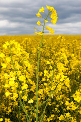 Obraz premium Rapeseed field