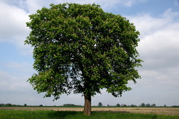 Samotne drzewo.