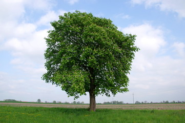 Samotne drzewo.