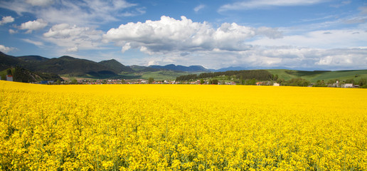 Fototapeta premium Rapeseed field