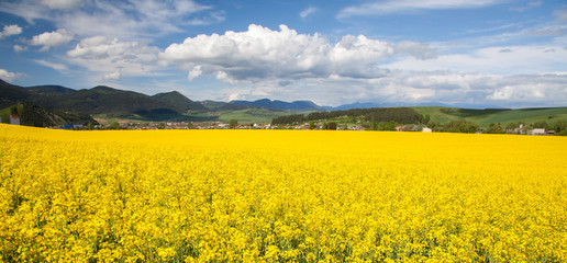 Rapeseed field