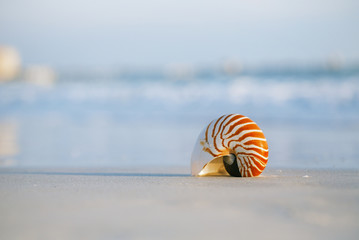 Obraz premium nautilus shell on white Florida beach sand under the sun light