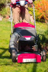Gardening. Mowing green lawn with red lawnmower