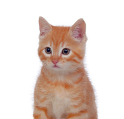 Beautiful red-haired kitten