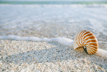 Fototapeta na wymiar nautilus shell on white Florida beach sand under the sun light