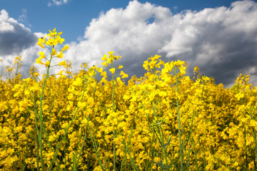Obraz premium Rapeseed field