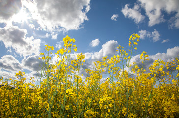 Obraz premium Rapeseed field