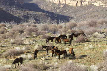 Wild Horses in Western Canyon 