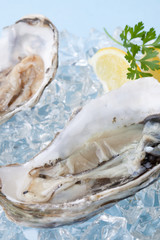 Fresh Oysters on Ice