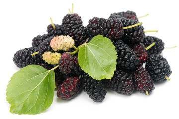 Fruits of black mulberry (Morus nigra L.).