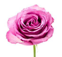 Pink rose isolated on white