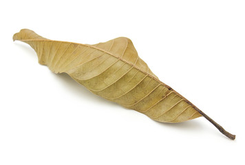 Fototapeta na wymiar dry leaf