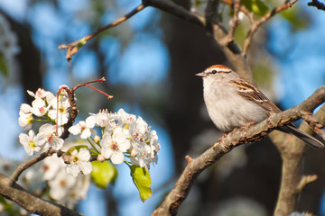 Fototapeta premium Chipping Sparrow
