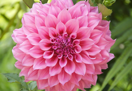 pink dahlia flower