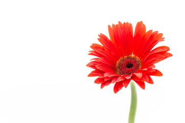 Gerbera