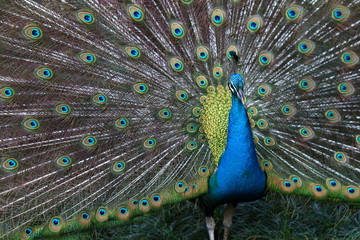 Obraz premium Splendid peacock with feathers out