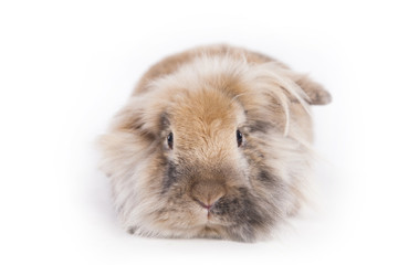 Fototapeta premium Hase