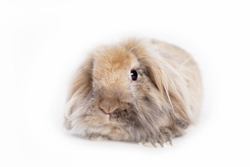 Fototapeta premium Hase