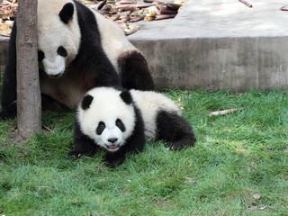 Obraz premium Giant panda with its cub