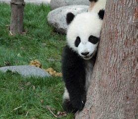 Fototapeta premium Panda cub hiding in a tree after a peek