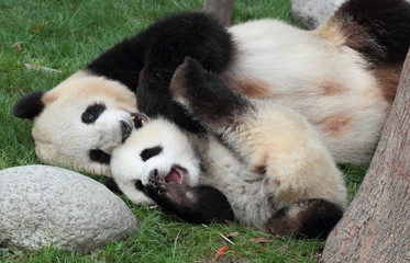Giant panda with its cub Cuddle lying on the grass
