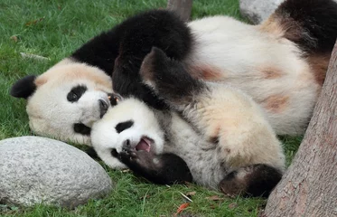 Zelfklevend Fotobehang Panda Reuzenpanda met zijn welp Knuffel liggend op het gras