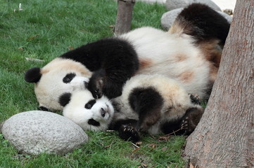 Giant panda with its cub Sleeping on the grass - 64930754