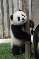 Tableaux sur verre Panda Un petit panda embrasse un arbre