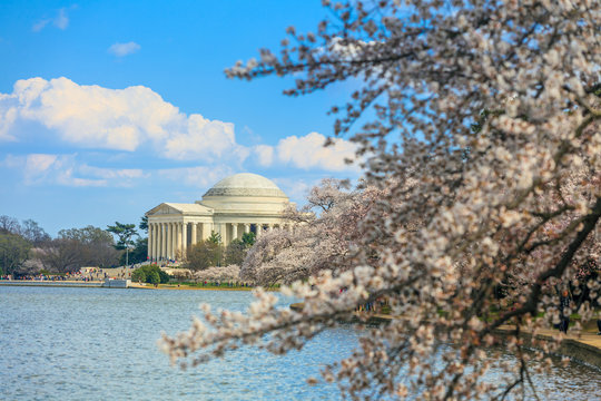 the Jefferson Memorial during the Cherry Blossom Festival. Washi