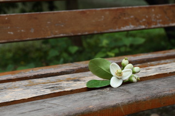 the pomelo flower on the old wooden chair chair - 64931564