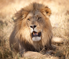 Lion portrait close up