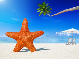 Fototapeta na wymiar Starfish on a Beach