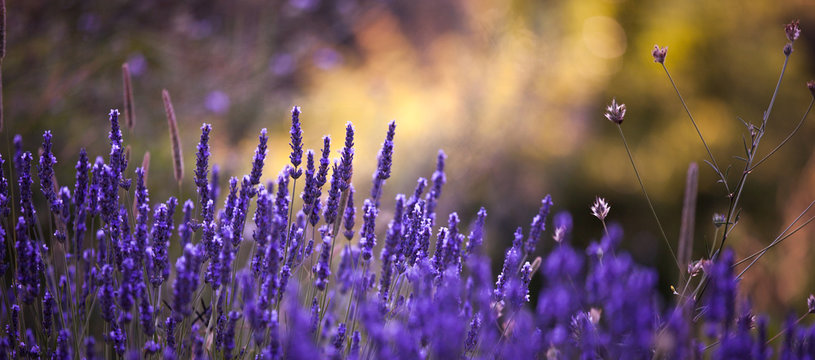 Fototapeta Lavendar fall background