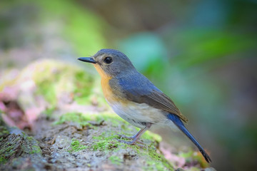 Tickell's Blue Flycatcher in nature. (Female)