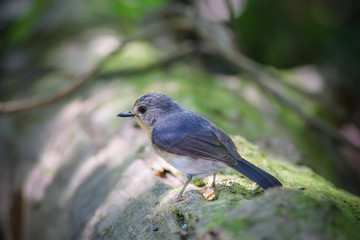 Tickell's Blue Flycatcher in nature. (Female)