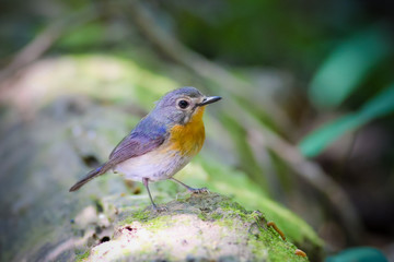 Tickell's Blue Flycatcher in nature. (Female)