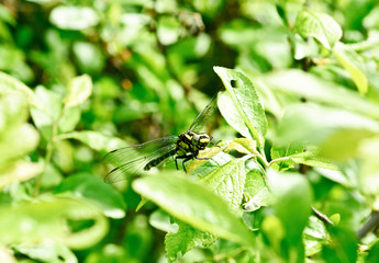 Ophiogomphus cecilia. Dragonfly on the green leaves background