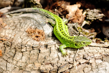 green lizard macro on a background of tree bark