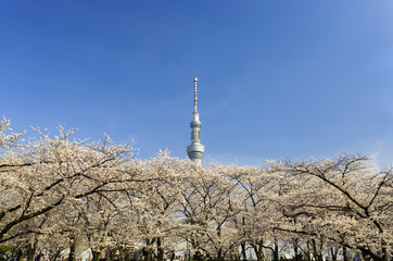 Obraz premium 東京スカイツリーと満開の桜（花見を楽しむ人々）