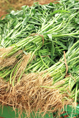 Water spinach as animal feed