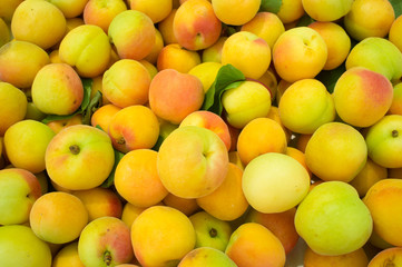 Apricots
