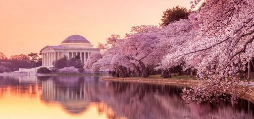 Zelfklevend Fotobehang het Jefferson Memorial tijdens het Cherry Blossom Festival © f11photo