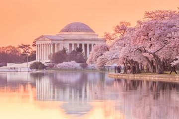 the Jefferson Memorial during the Cherry Blossom Festival