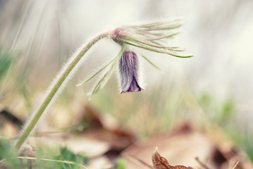 Spring flower beside the forest