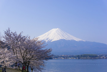 Fototapeta premium 富士山と河口湖畔の満開の桜