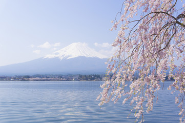 富士山と河口湖畔の満開のしだれ桜